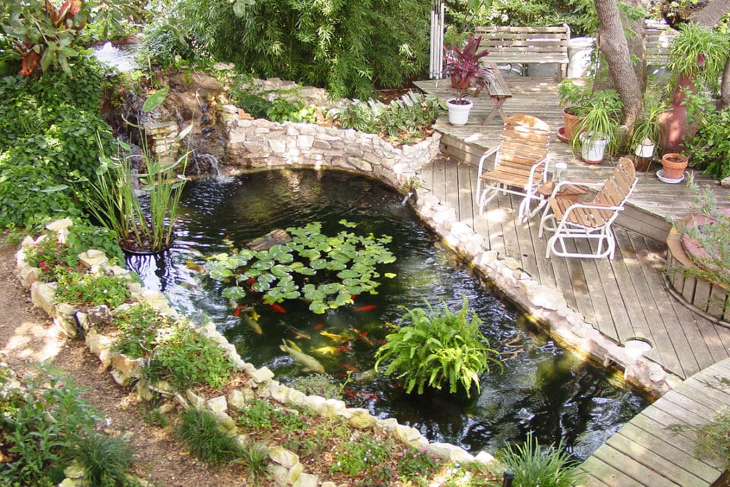 Healthy backyard pond with Koi fish